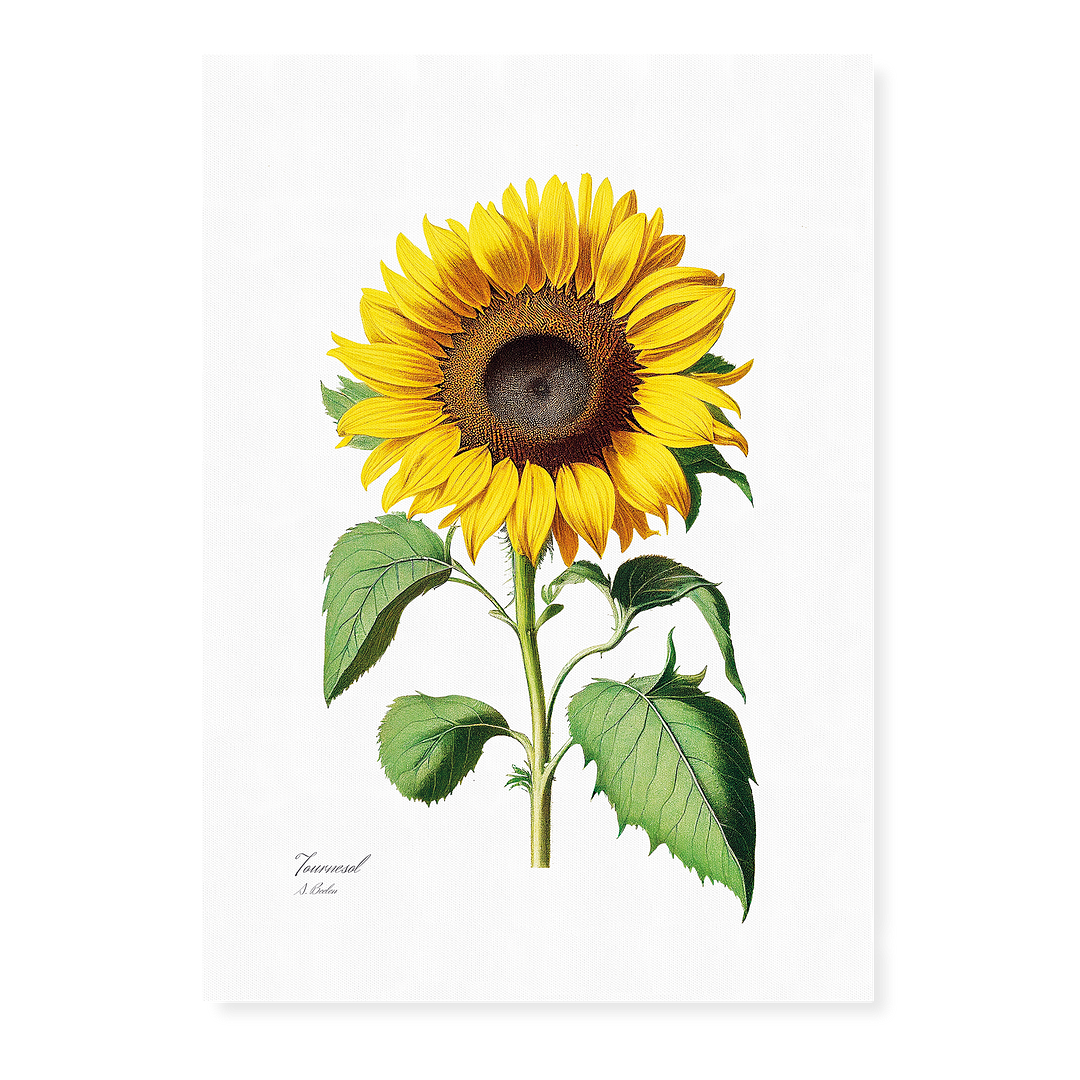 Sunflower - Art Print