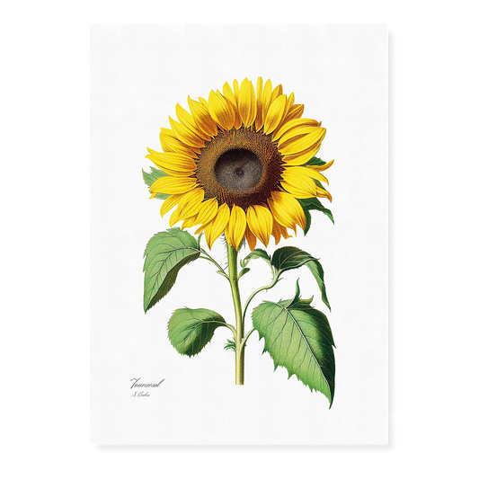 Sunflower - Art Print