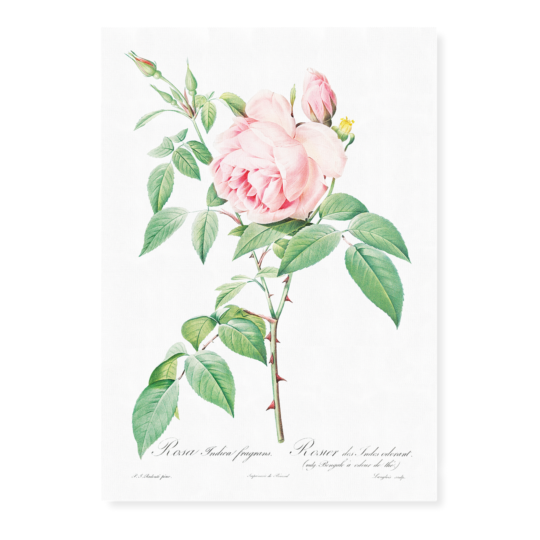 Fragrant Rosebush from Les Roses By Pierre-Joseph Redouté - Art Print