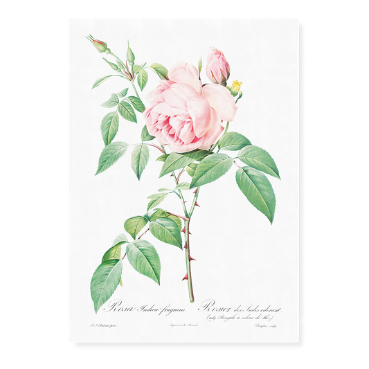 Fragrant Rosebush from Les Roses By Pierre-Joseph Redouté - Art Print