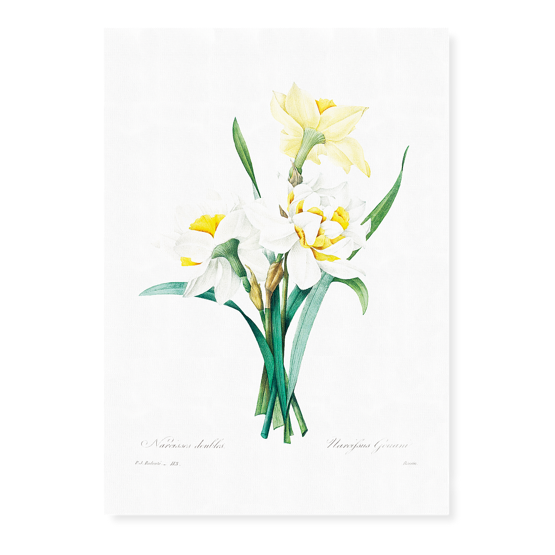 Double Daffodil by Pierre-Joseph Redouté - Art Print