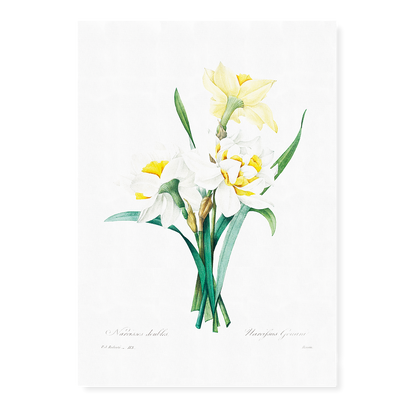 Double Daffodil by Pierre-Joseph Redouté - Art Print