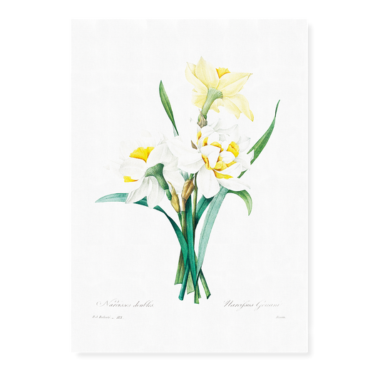 Double Daffodil by Pierre-Joseph Redouté - Art Print