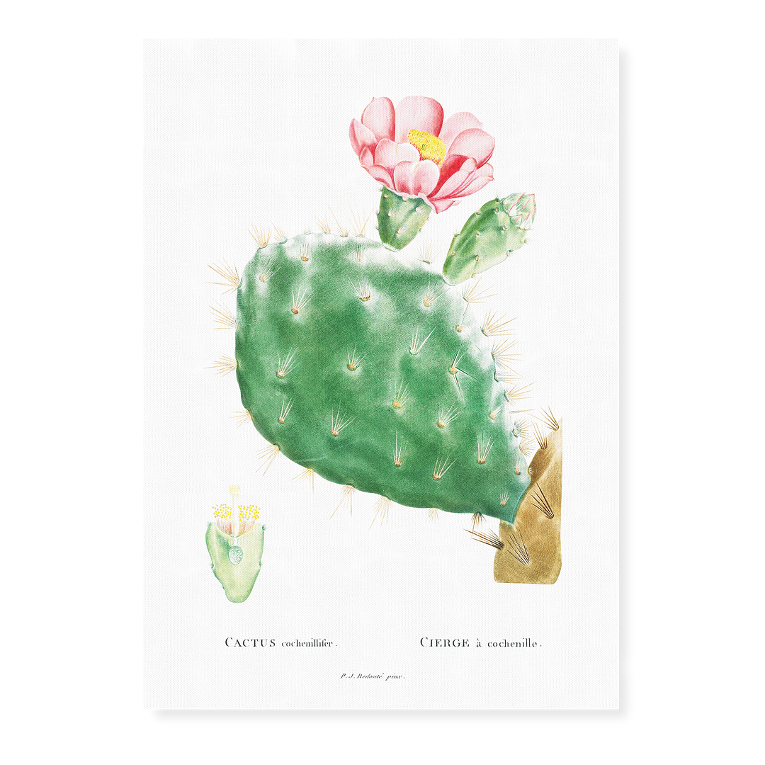 Cactus Cochenillifer By Pierre-Joseph Redouté. - Art Print