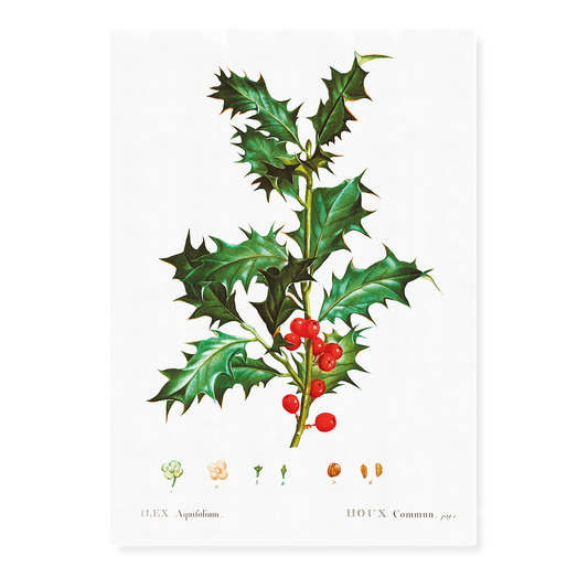 Common Holly By Pierre-Joseph Redouté - Art Print