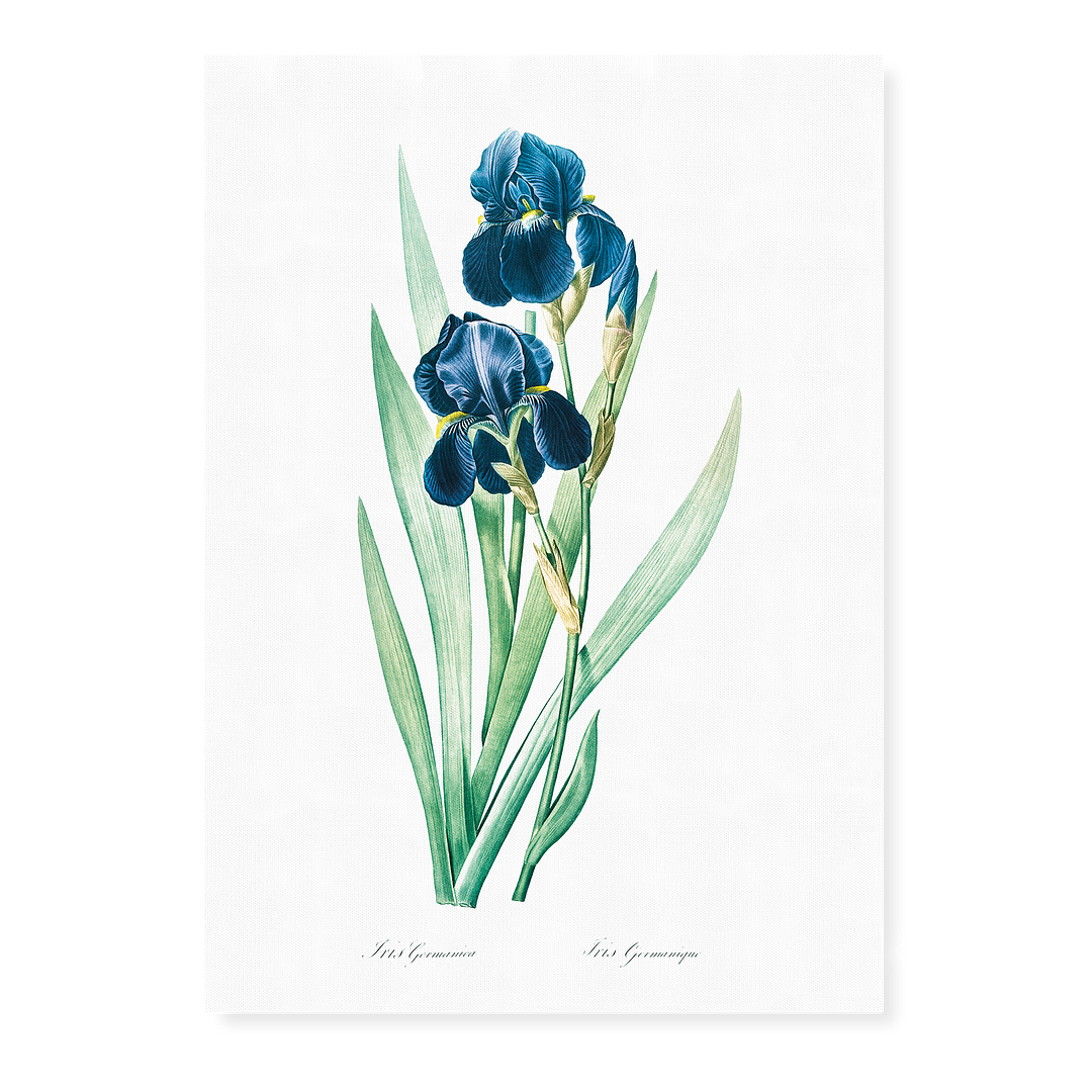 German Iris By Pierre-Joseph Redouté. - Art Print