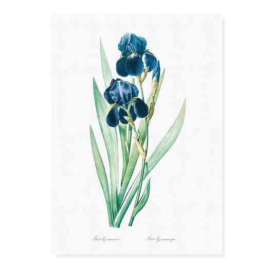 German Iris By Pierre-Joseph Redouté. - Art Print