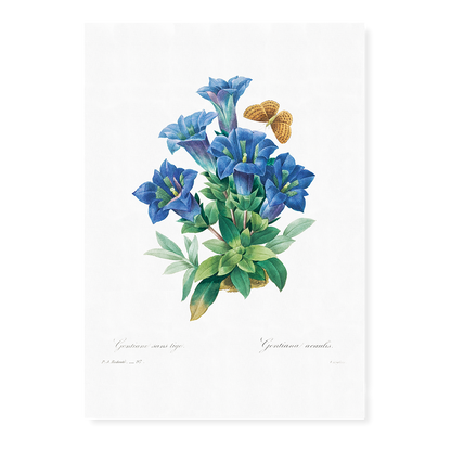 Gentiana Acaulis By Pierre-Joseph Redouté - Art Print