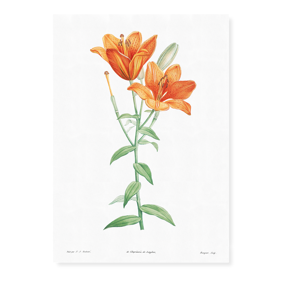 Orange bulbous lily By Pierre-Joseph Redouté - Art Print