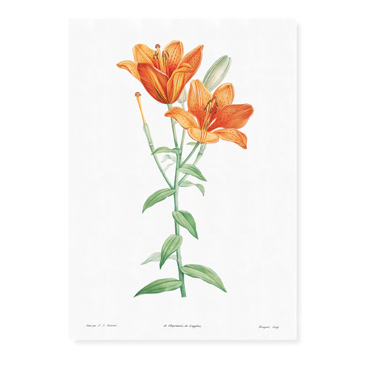 Orange bulbous lily By Pierre-Joseph Redouté - Art Print