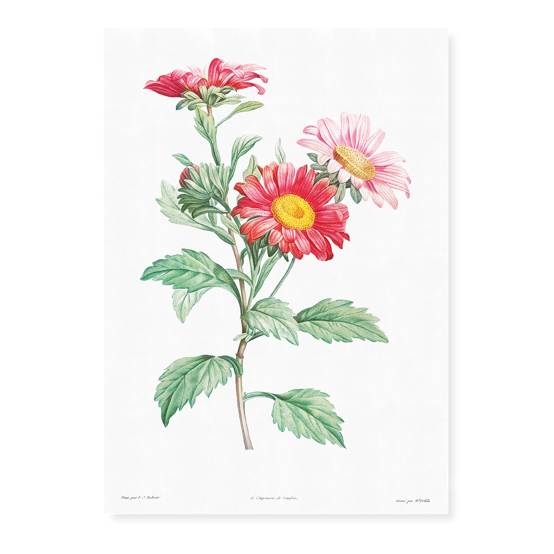 Red aster By Pierre-Joseph Redouté - Art Print