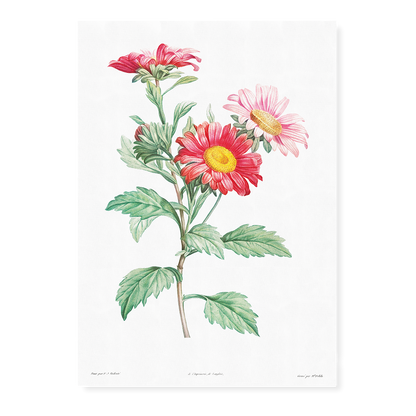 Red aster By Pierre-Joseph Redouté - Art Print