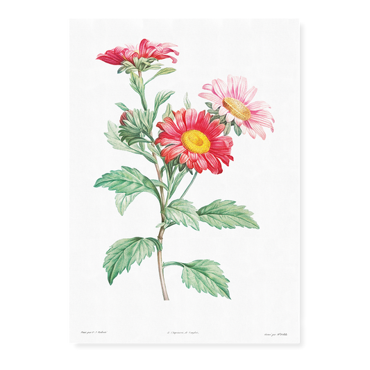 Red aster By Pierre-Joseph Redouté - Art Print