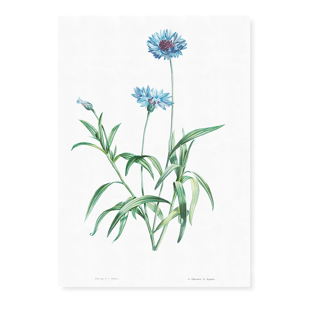 Blue flower By Pierre-Joseph Redouté - Art Print