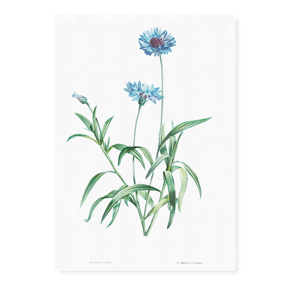 Blue flower By Pierre-Joseph Redouté - Art Print