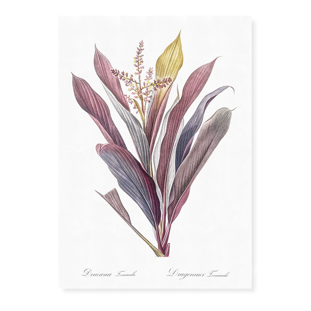 Cordyline fruticosa By Pierre-Joseph Redouté - Art Print