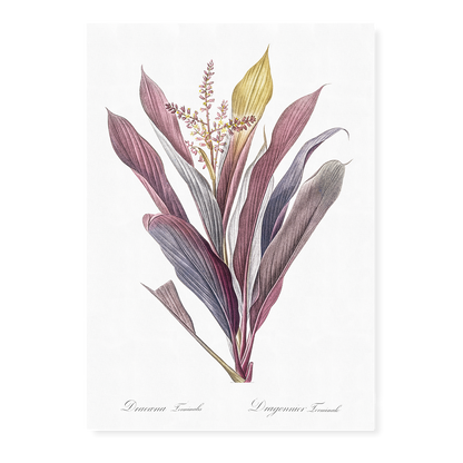 Cordyline fruticosa By Pierre-Joseph Redouté - Art Print