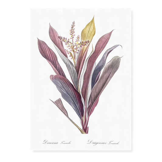 Cordyline fruticosa By Pierre-Joseph Redouté - Art Print