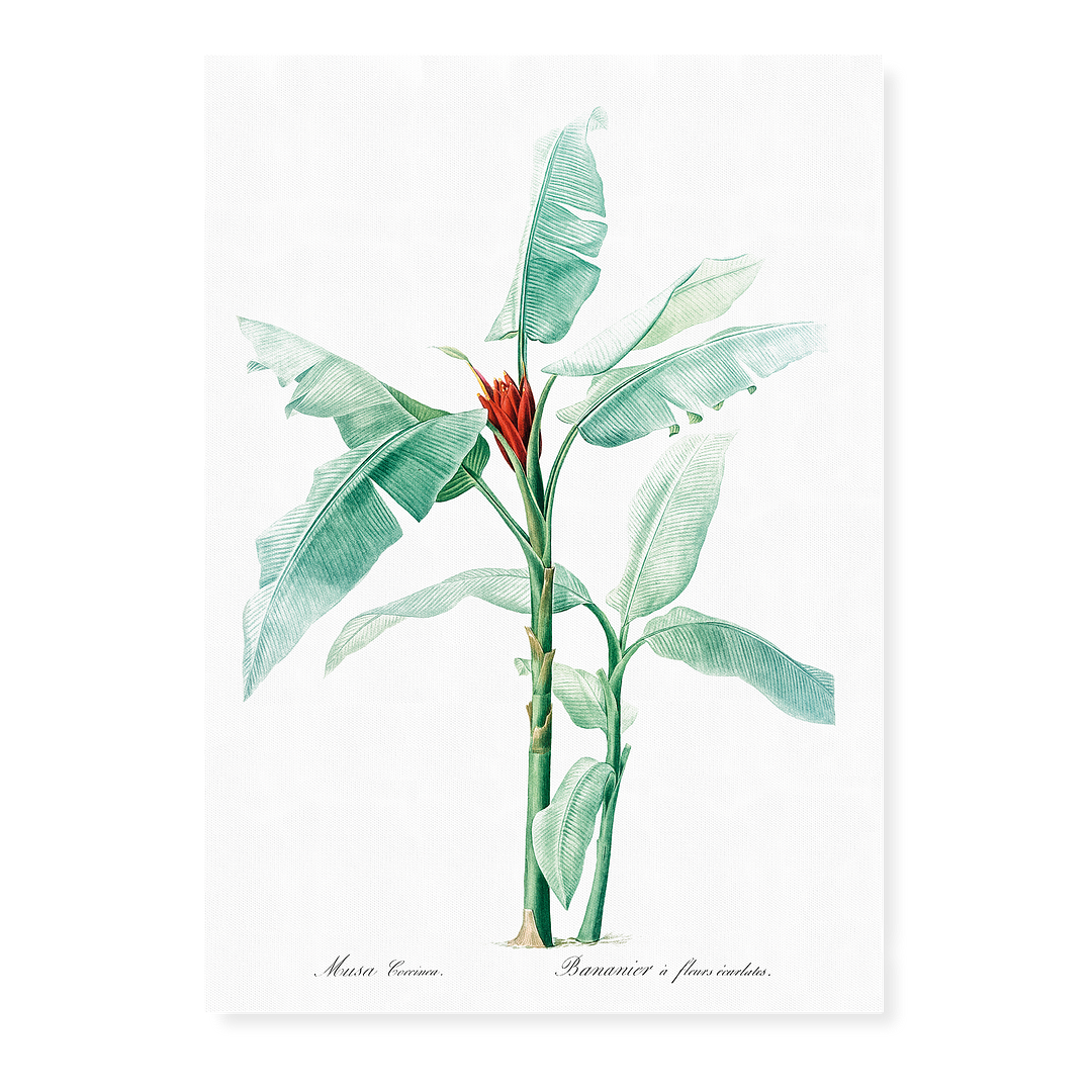 Scarlet banana By Pierre-Joseph Redouté - Art Print