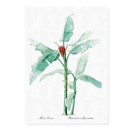 Scarlet banana By Pierre-Joseph Redouté - Art Print