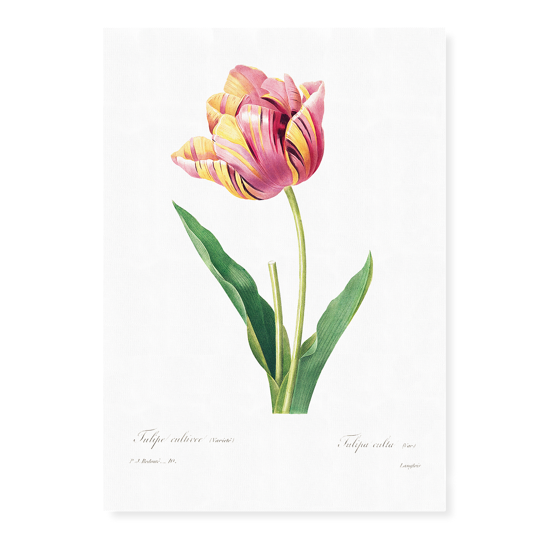 Tulip by Pierre-Joseph Redouté - Art Print