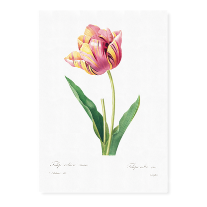 Tulip by Pierre-Joseph Redouté - Art Print