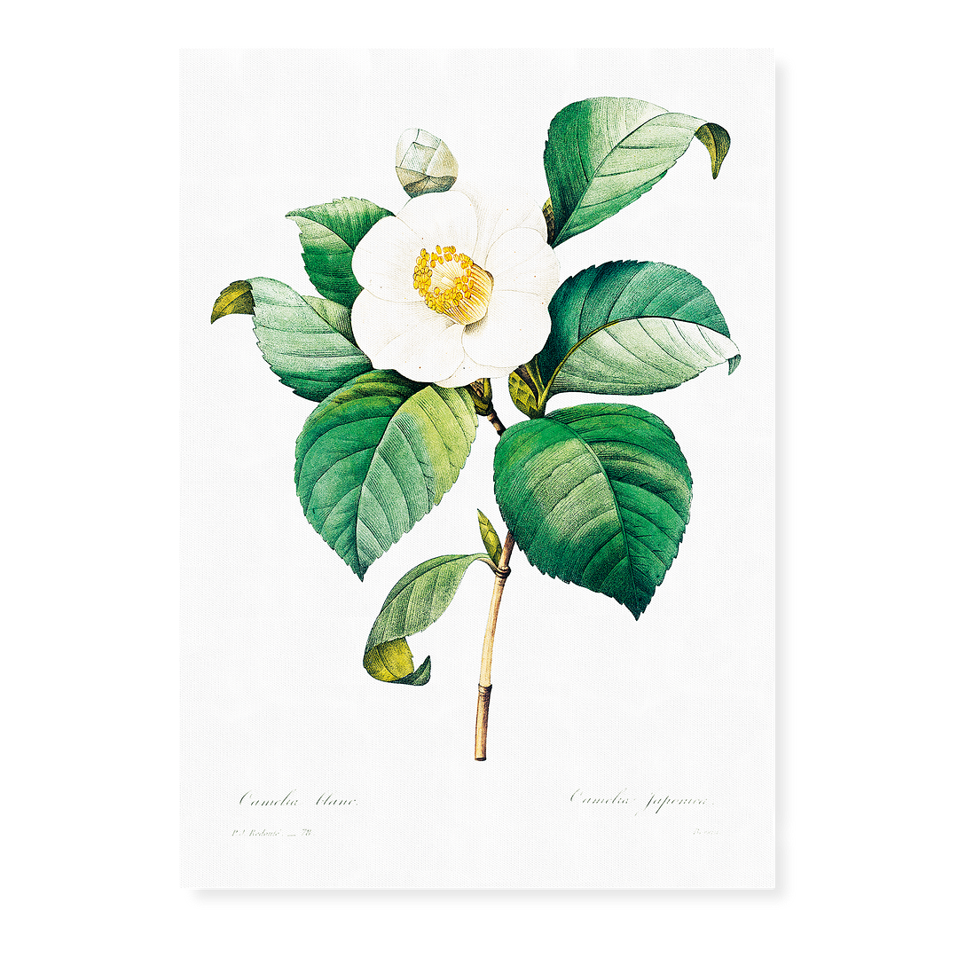 White Japanese camellia By Pierre-Joseph Redouté - Art Print