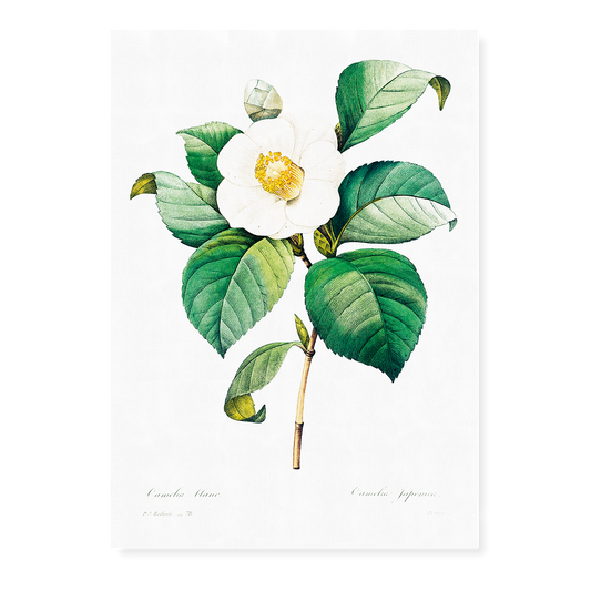 White Japanese camellia By Pierre-Joseph Redouté - Art Print