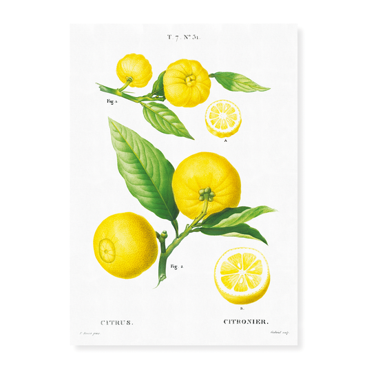 Clusters of citrus By Pierre-Joseph Redouté - Art Print