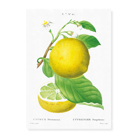 Grapefruit By Pierre-Joseph Redouté - Art Print