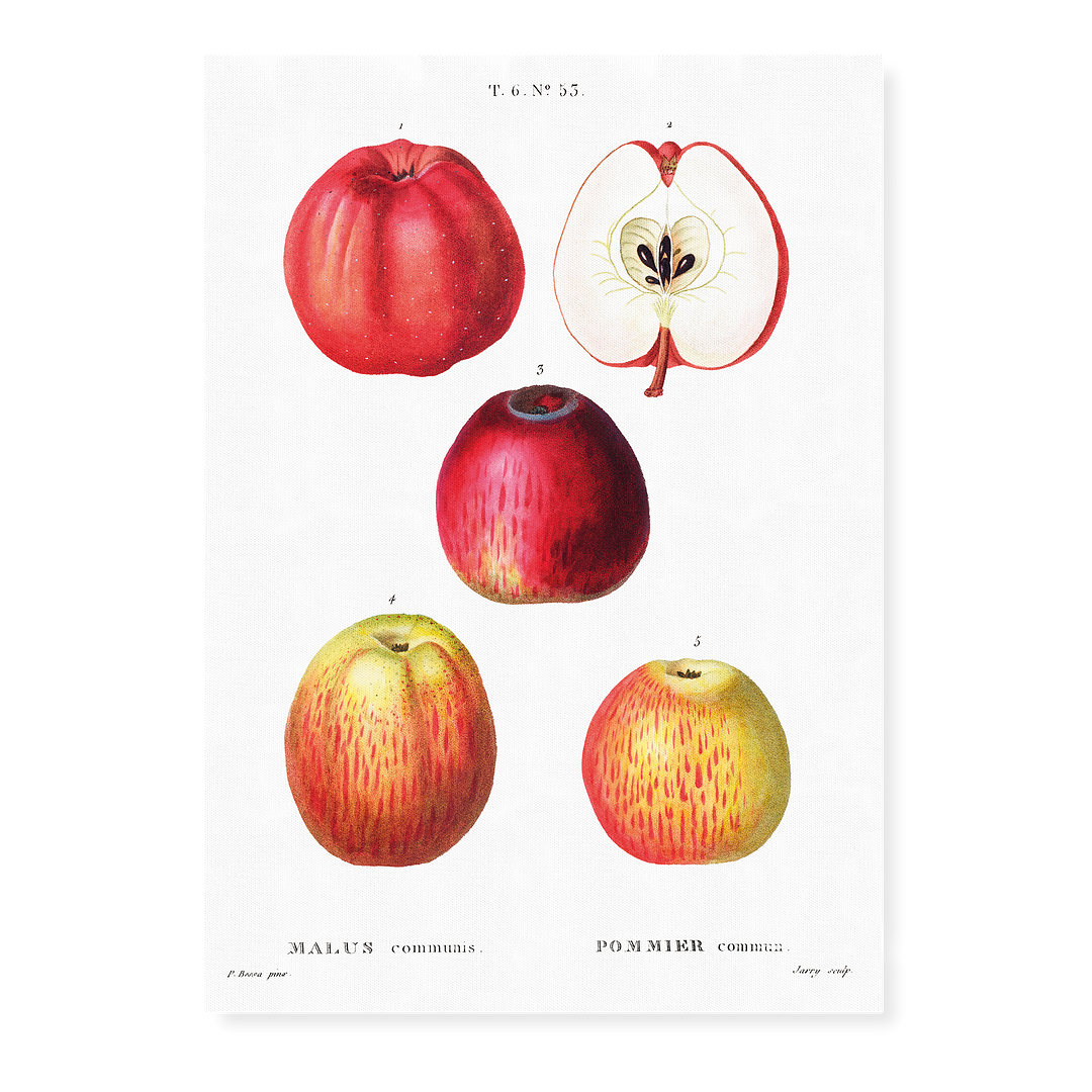 Apples by Pierre-Joseph Redouté - Art Print