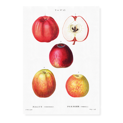 Apples by Pierre-Joseph Redouté - Art Print