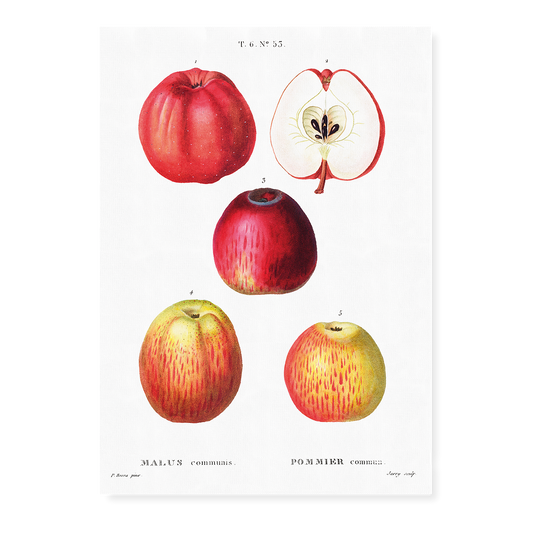 Apples by Pierre-Joseph Redouté - Art Print