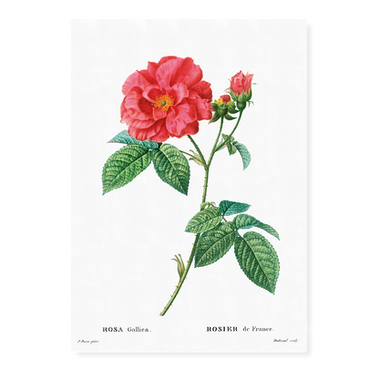 French rose By Pierre-Joseph Redouté - Art Print