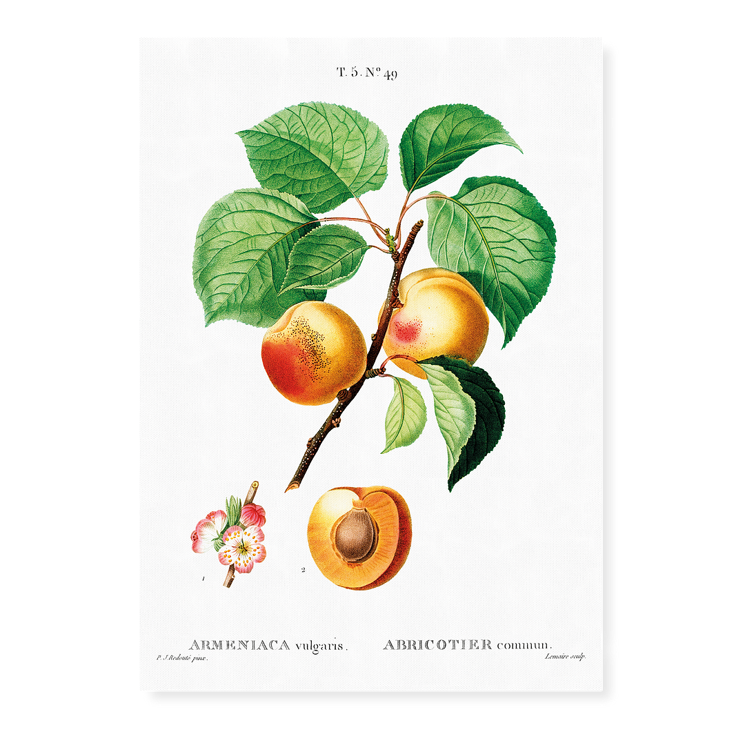 Apricon By Pierre-Joseph Redouté - Art Print