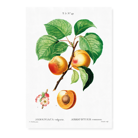 Apricon By Pierre-Joseph Redouté - Art Print