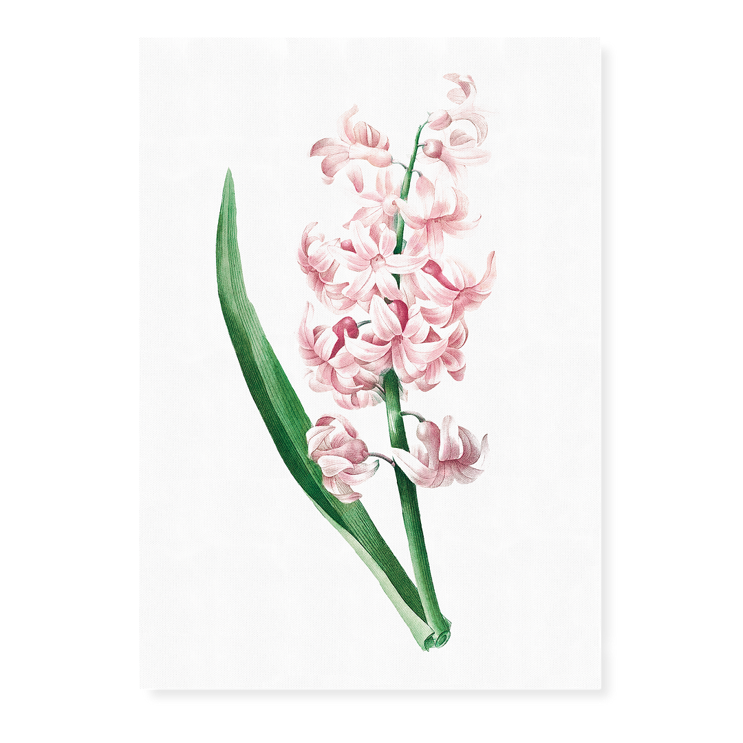 Pink Hyacinth By Pierre-Joseph Redouté - Art Print