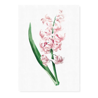 Pink Hyacinth By Pierre-Joseph Redouté - Art Print