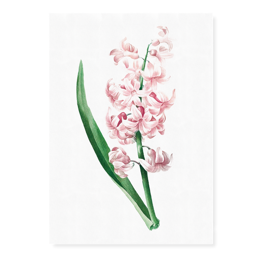 Pink Hyacinth By Pierre-Joseph Redouté - Art Print