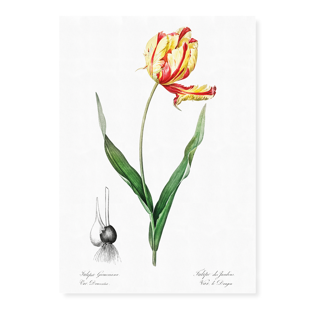 Didier's tulip By Pierre-Joseph Redouté - Art Print