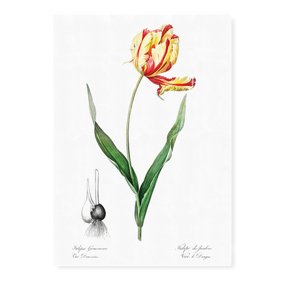 Didier's tulip By Pierre-Joseph Redouté - Art Print