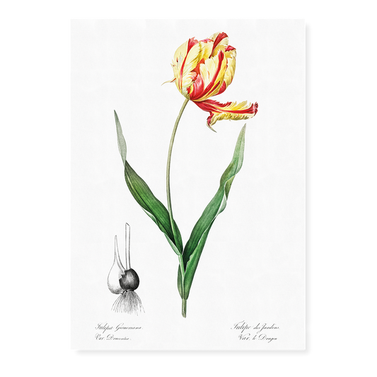 Didier's tulip By Pierre-Joseph Redouté - Art Print