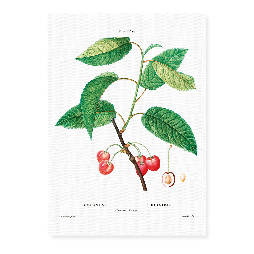 Cherry  By Pierre-Joseph Redouté - Art Print