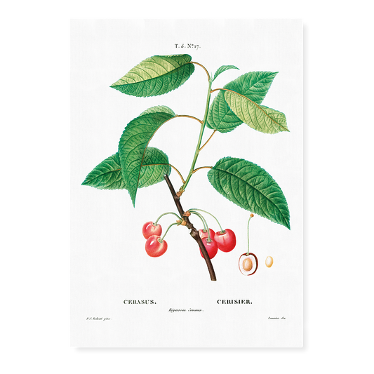 Cherry  By Pierre-Joseph Redouté - Art Print