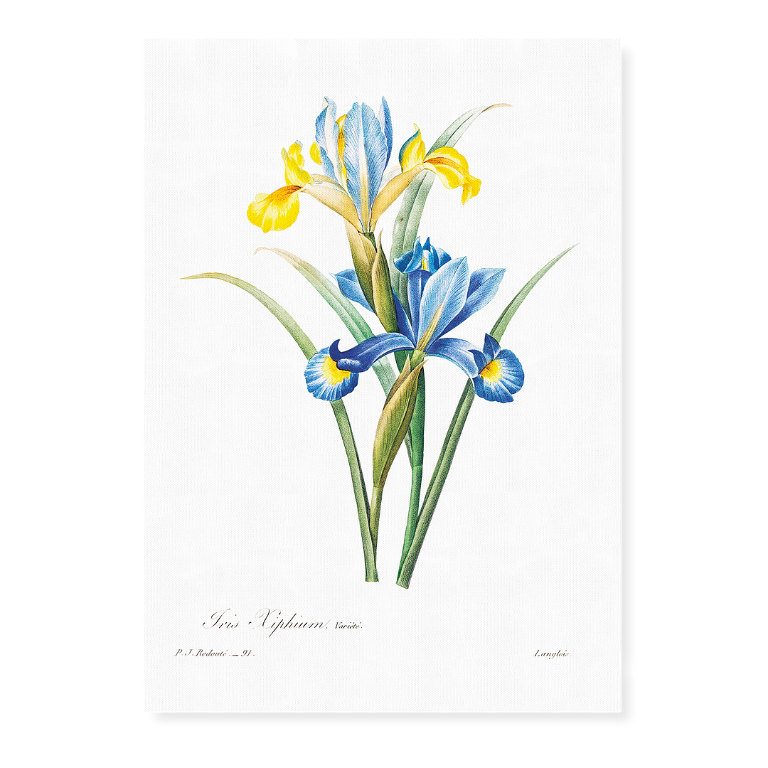 Spanish iris By Pierre-Joseph Redouté - Art Print