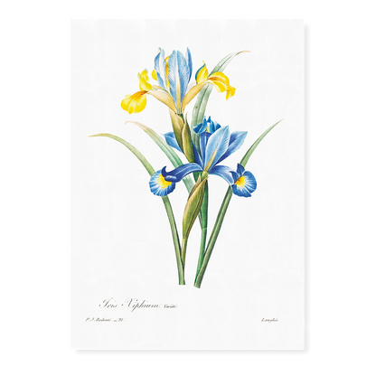 Spanish iris By Pierre-Joseph Redouté - Art Print