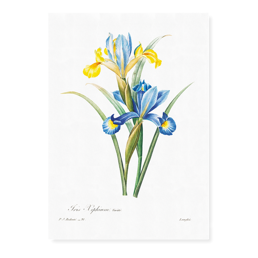 Spanish iris By Pierre-Joseph Redouté - Art Print