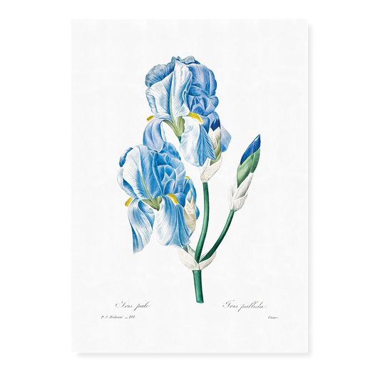 Iris Pallida By Pierre-Joseph Redouté - Art Print