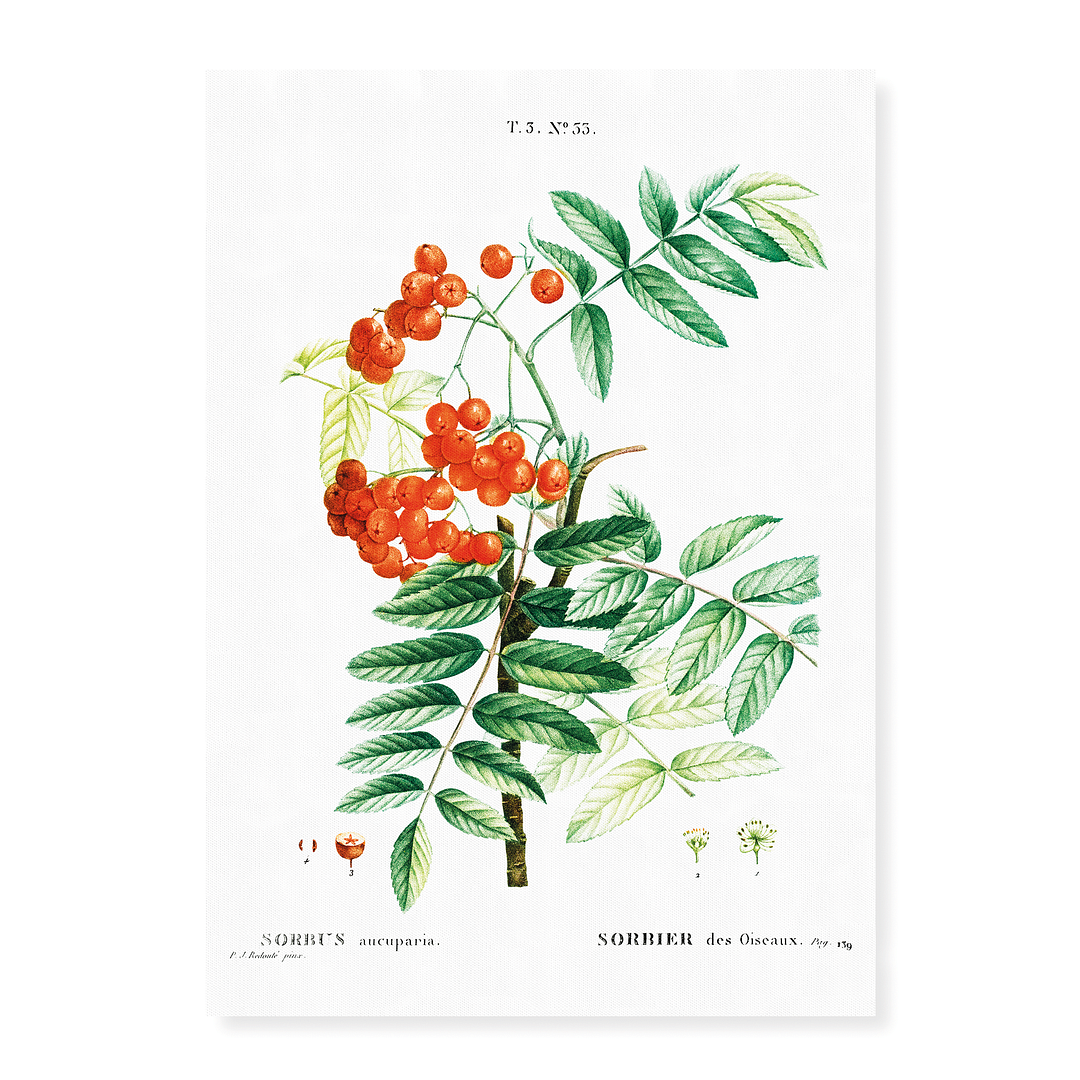 Mountain ash By Pierre-Joseph Redouté - Art Print