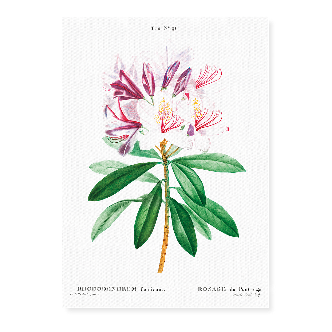 Rhododendron ponticum By Pierre-Joseph Redouté - Art Print